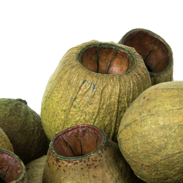 Primrue 1" Basil Bell Gum Pods, Bagged, 2.2 Lb Bag, Dried Wayfair